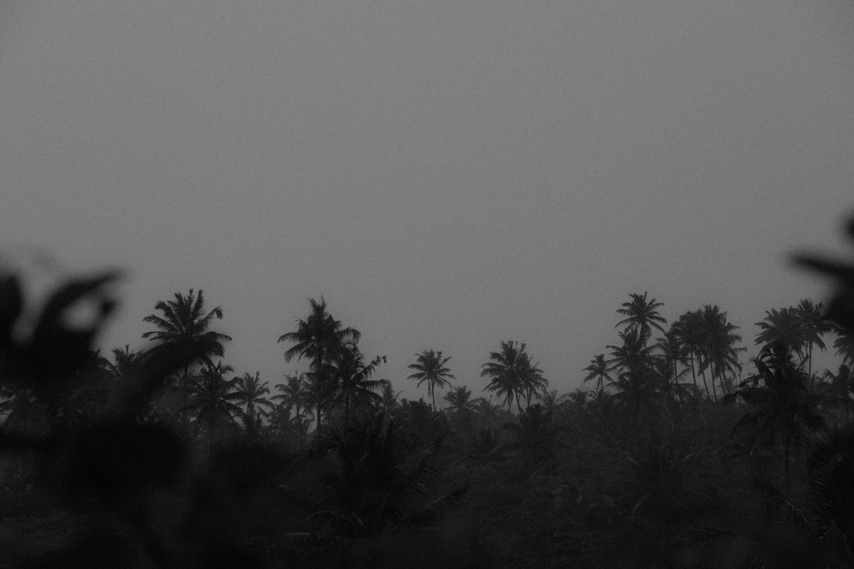 Black and white tropical palm landscape seen through blurred foreground leaves