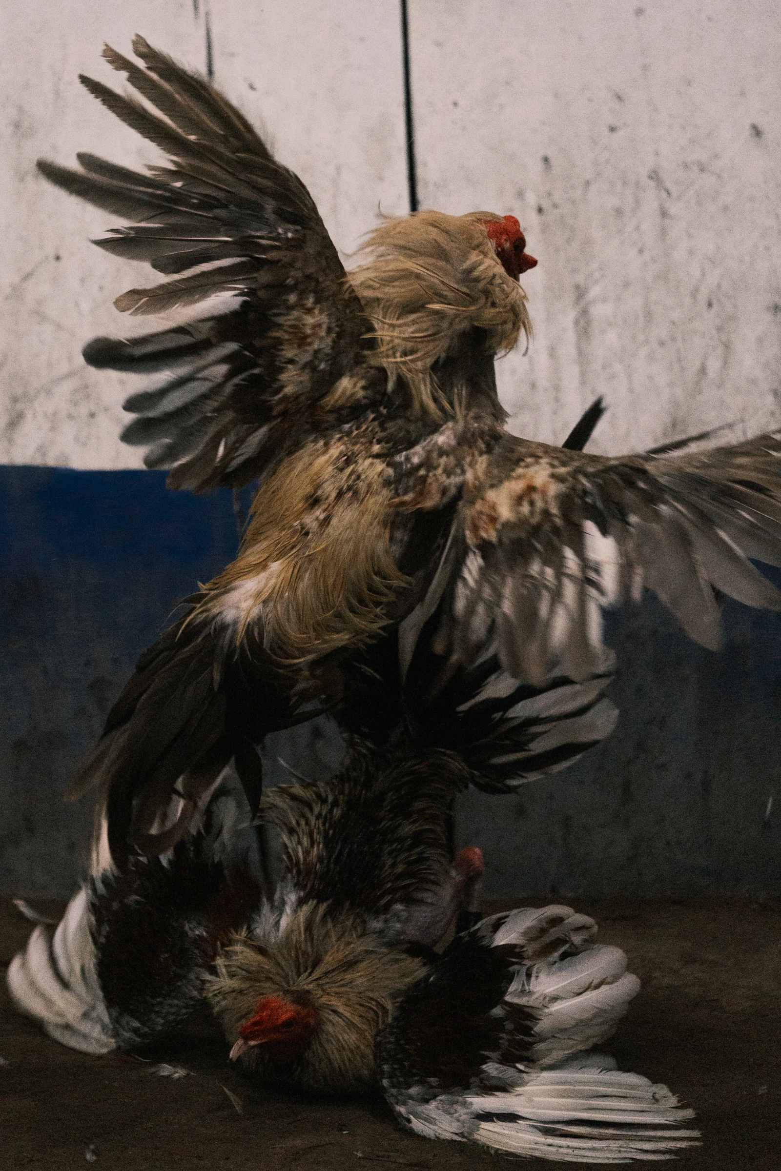 Two roosters in motion with spread wings against a worn interior wall