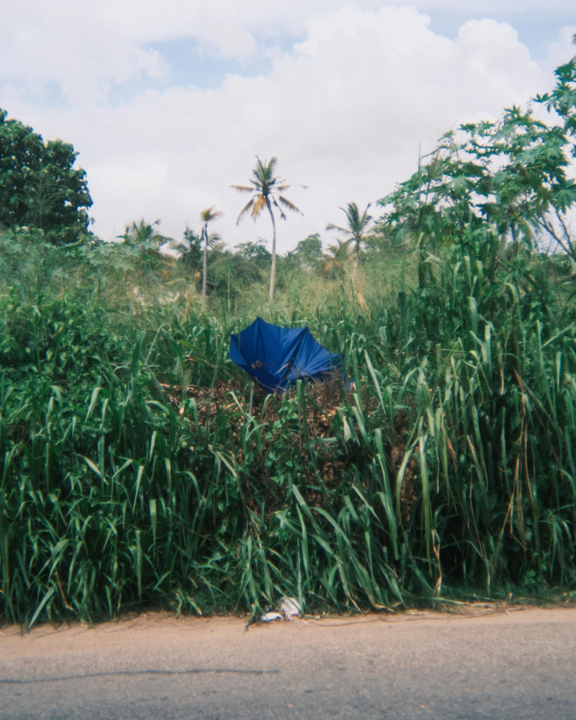 Blue fabric caught in tall tropical grass below palm trees and a bright sky