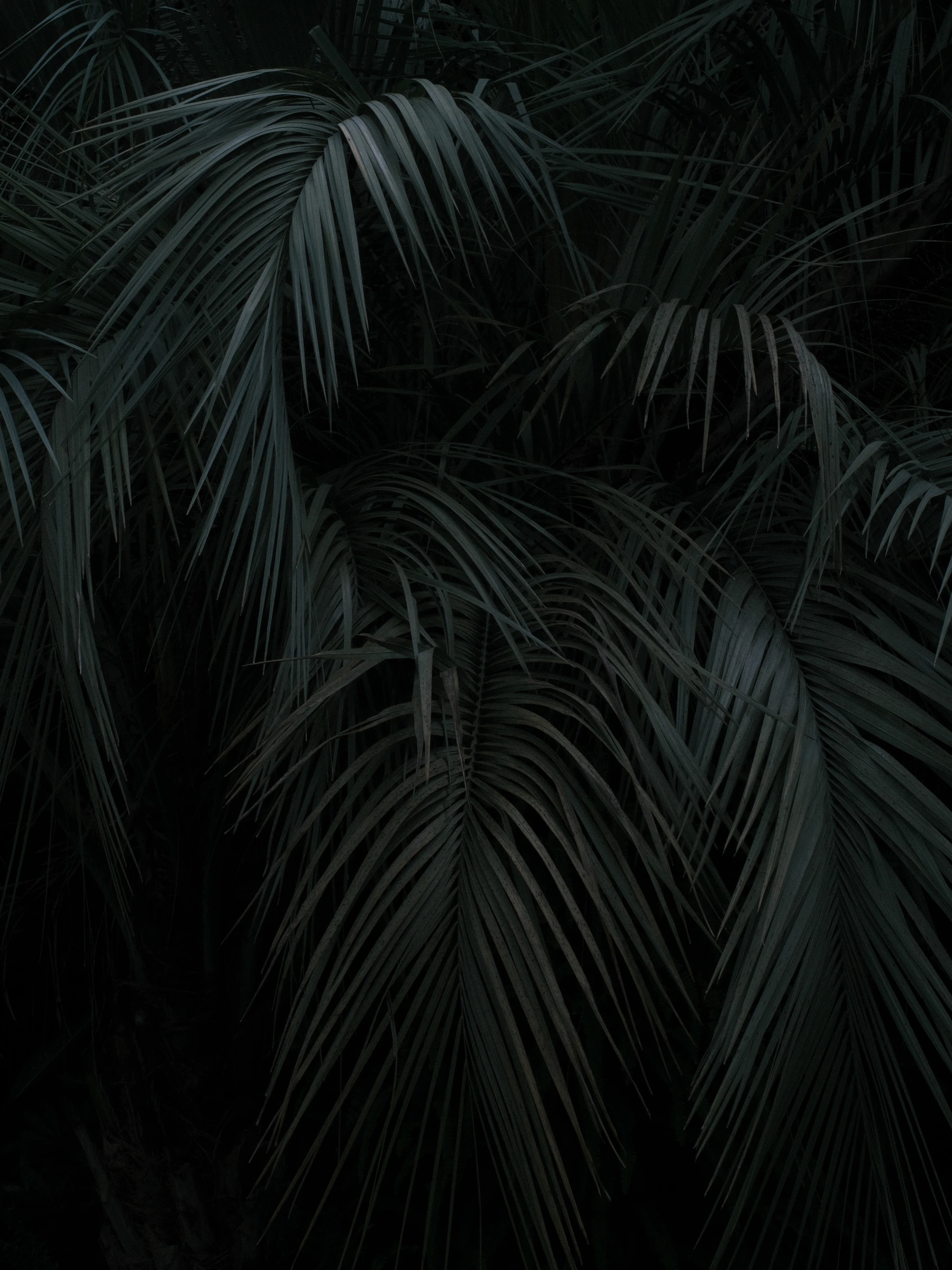 Dark green palm leaves layered densely in low light